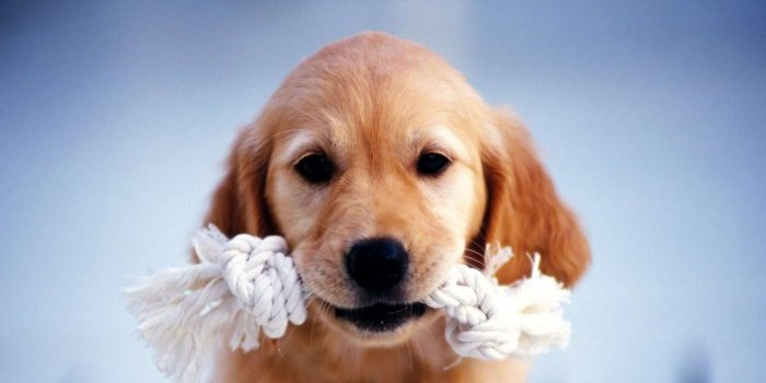 1920x1080 Download Cute HD Dachshund Puppies Wallpaper HDWallWidecom