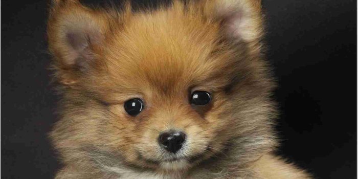1609x1089 Boo Dog Wallpaper Hd - Pomeranian Puppies (#589134) - HD Wallpaper