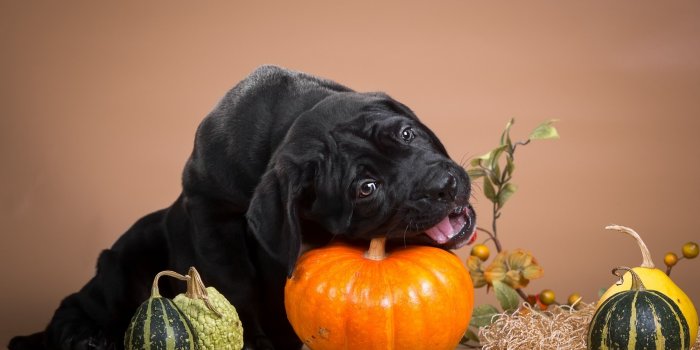 2880x1800 Wallpaper Dogs: Black Cane Funny Pumpkins Pumpkin Cute Orange Animal