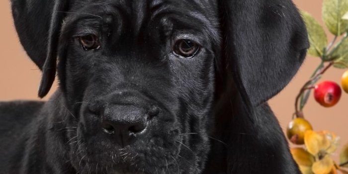 800x1280 Black Dog With The Pumpkin Hd Wallpaper Download, - Halloween Puppy