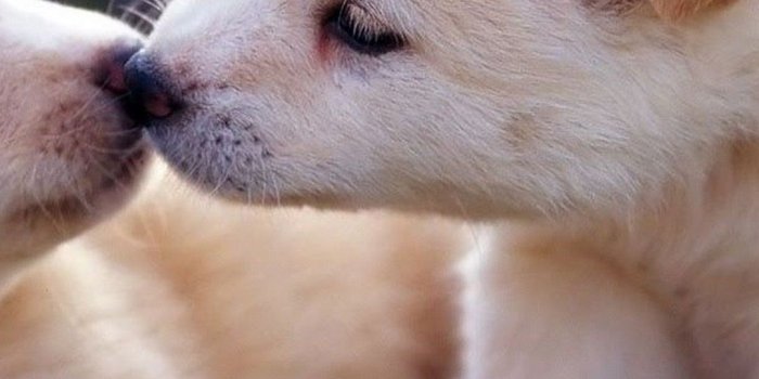 1080x1920 52 Puppy Pictures Wallpaper - Free HD Wallpapers