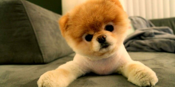 1520x819 Teacup Puppy Wallpaper Desktop | Wallpapers Land