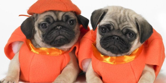 1366x768 Two cute Pug dogs photo and wallpaper. Beautiful Two cute Pug dogs
