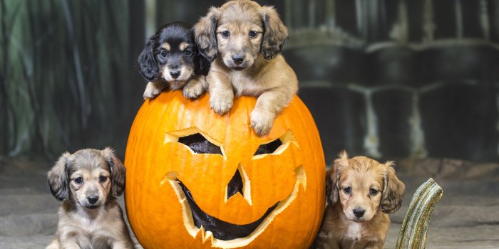 1600x1200 Halloween Wallpaper, Download Free Halloween Wallpaper