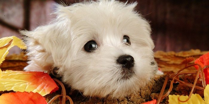 1024x768 Fluffy Maltese Puppy Dogs - White Maltese Puppies wallpapers