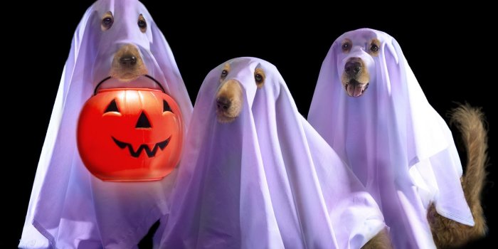 1920x1080 Cute Dog Desktop Wallpaper Halloween_hd wallpaper_download free