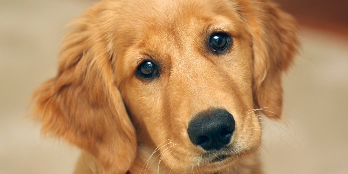 1280x1024 Golden Retriever Puppy Wallpapers #6917713