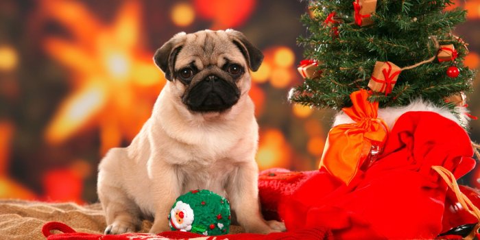1920x1200 Christmas Puppies Wallpaper (48+ images)