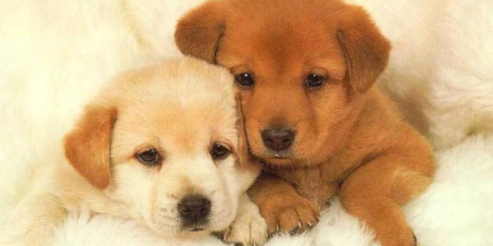 1920x1080 Puppies and Kittens Wallpapers (62+ background pictures)