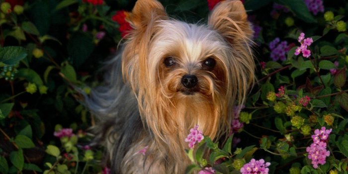 1600x1200 Best 54+ Yorkie Desktop Backgrounds on HipWallpaper | Yorkie