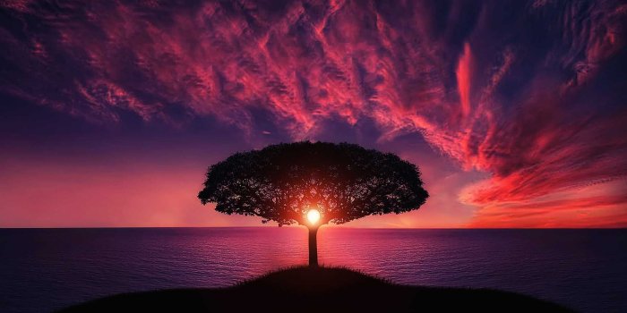 1920x1195 Silhouette of Tree Near Body of Water during Golden Hour · Free