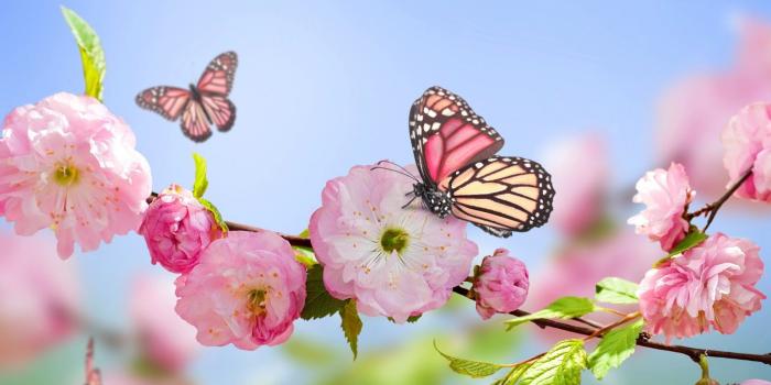 1920x1200 74+ Spring Flower Wallpapers on WallpaperPlay