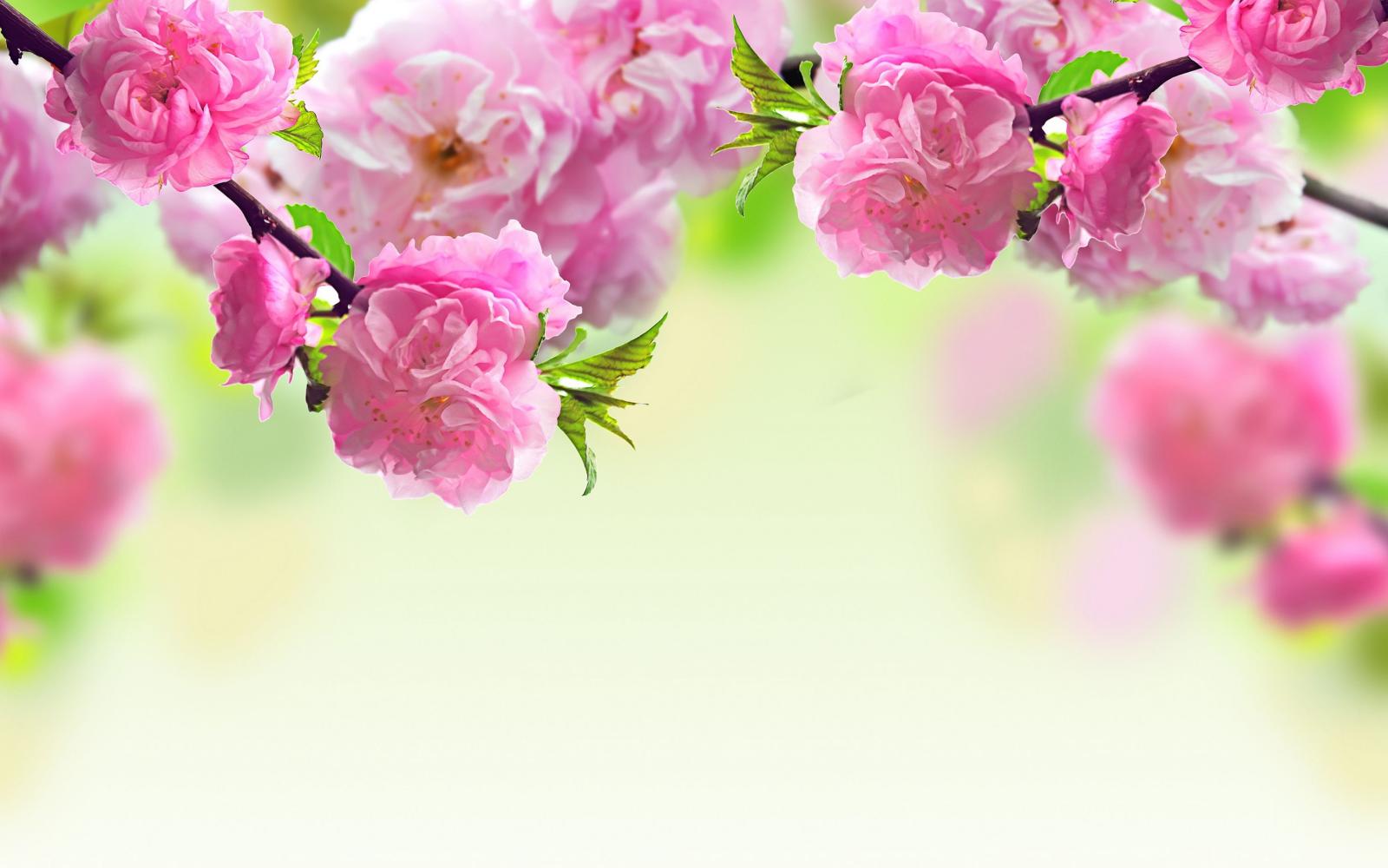 3456x2160 spring flowers pictures | Spring Flowers Background Photos Images