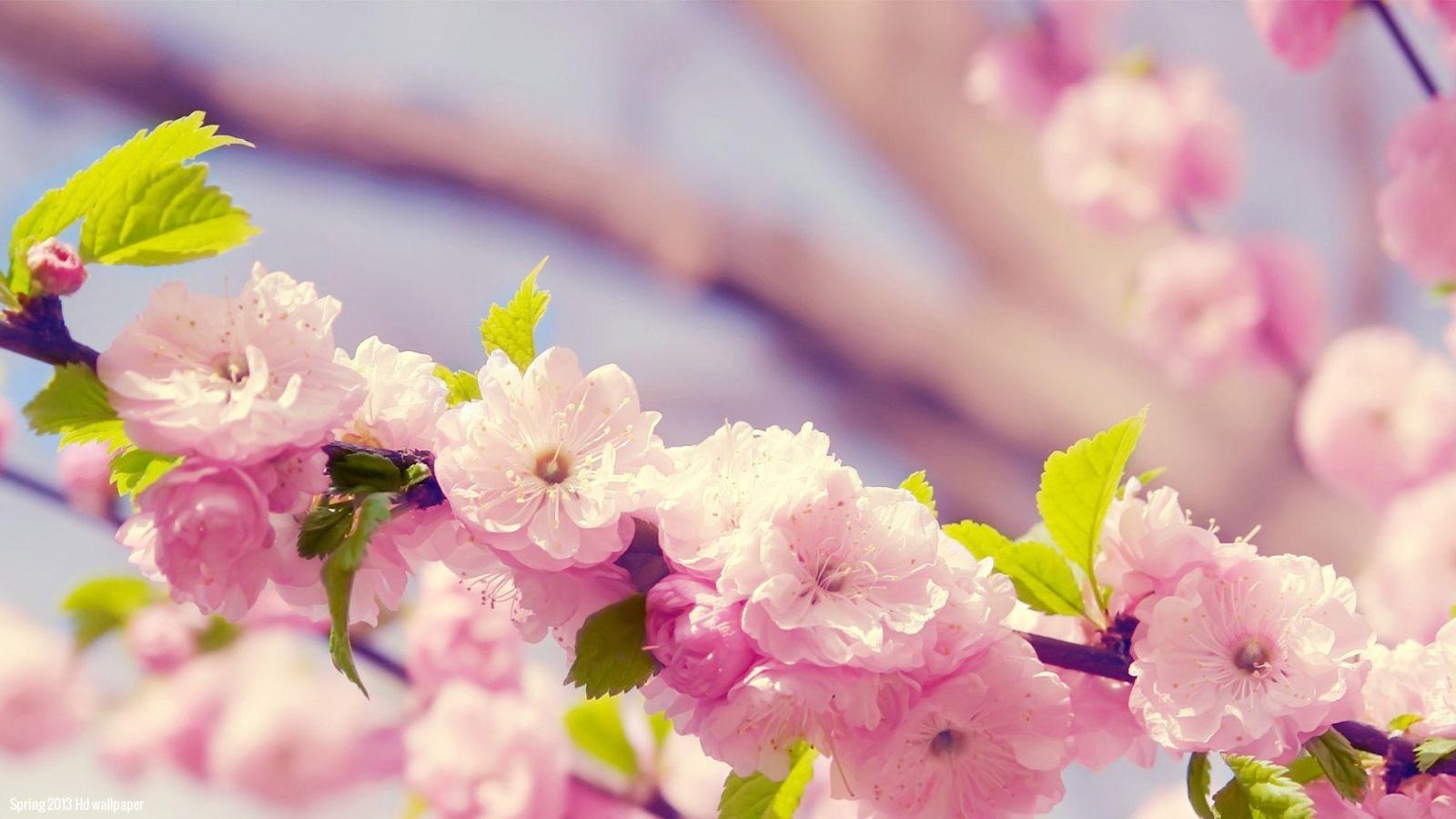 1920x1080 Spring Flowers Backgrounds Desktop