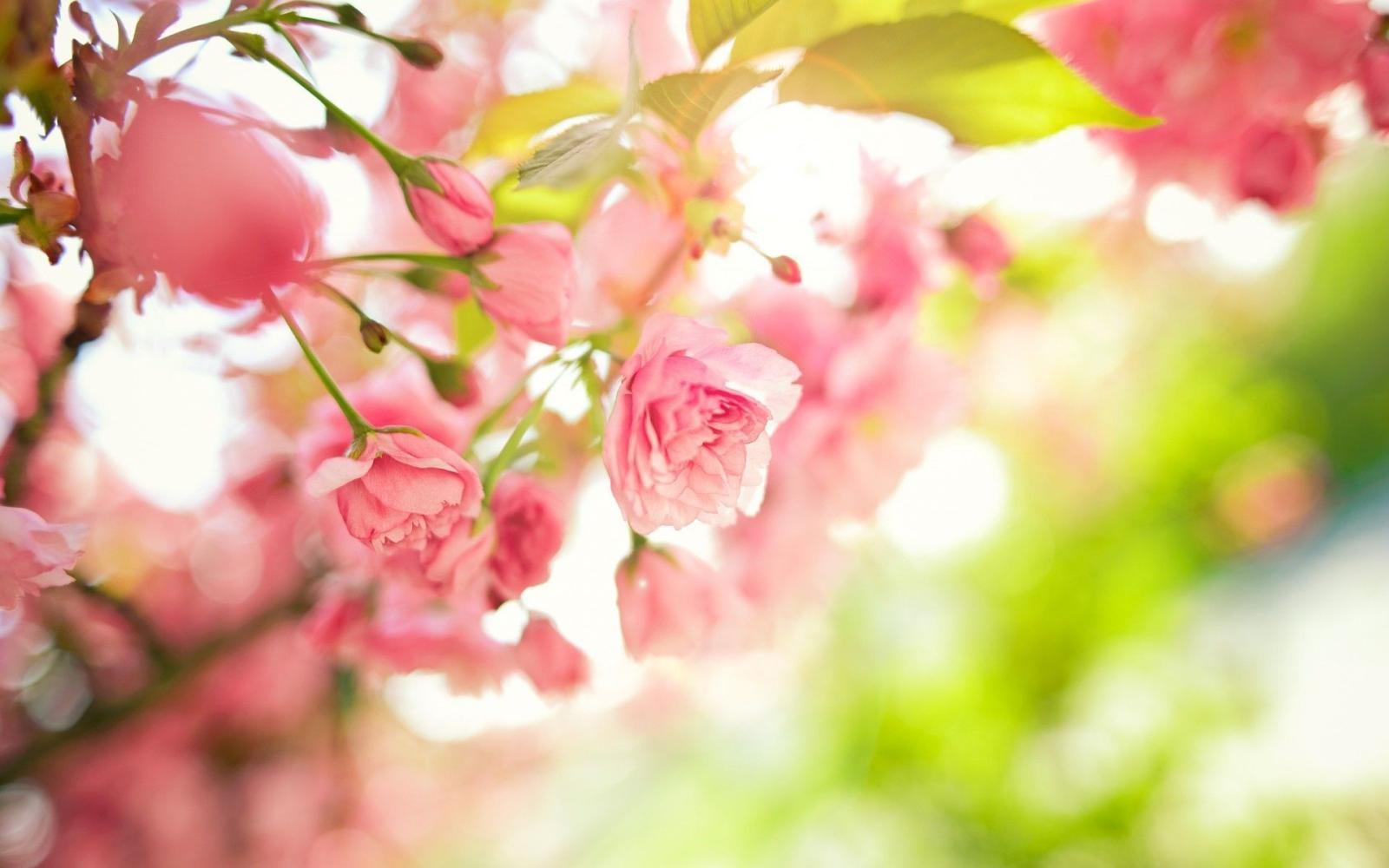 1920x1200 Spring Flowers Wallpapers Desktop Background | Natures Wallpapers in