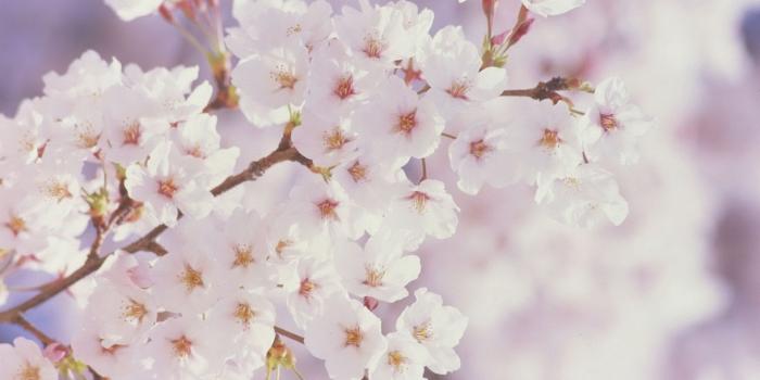 1920x1080 Spring flowers - Spring Wallpaper (22176495) - Fanpop