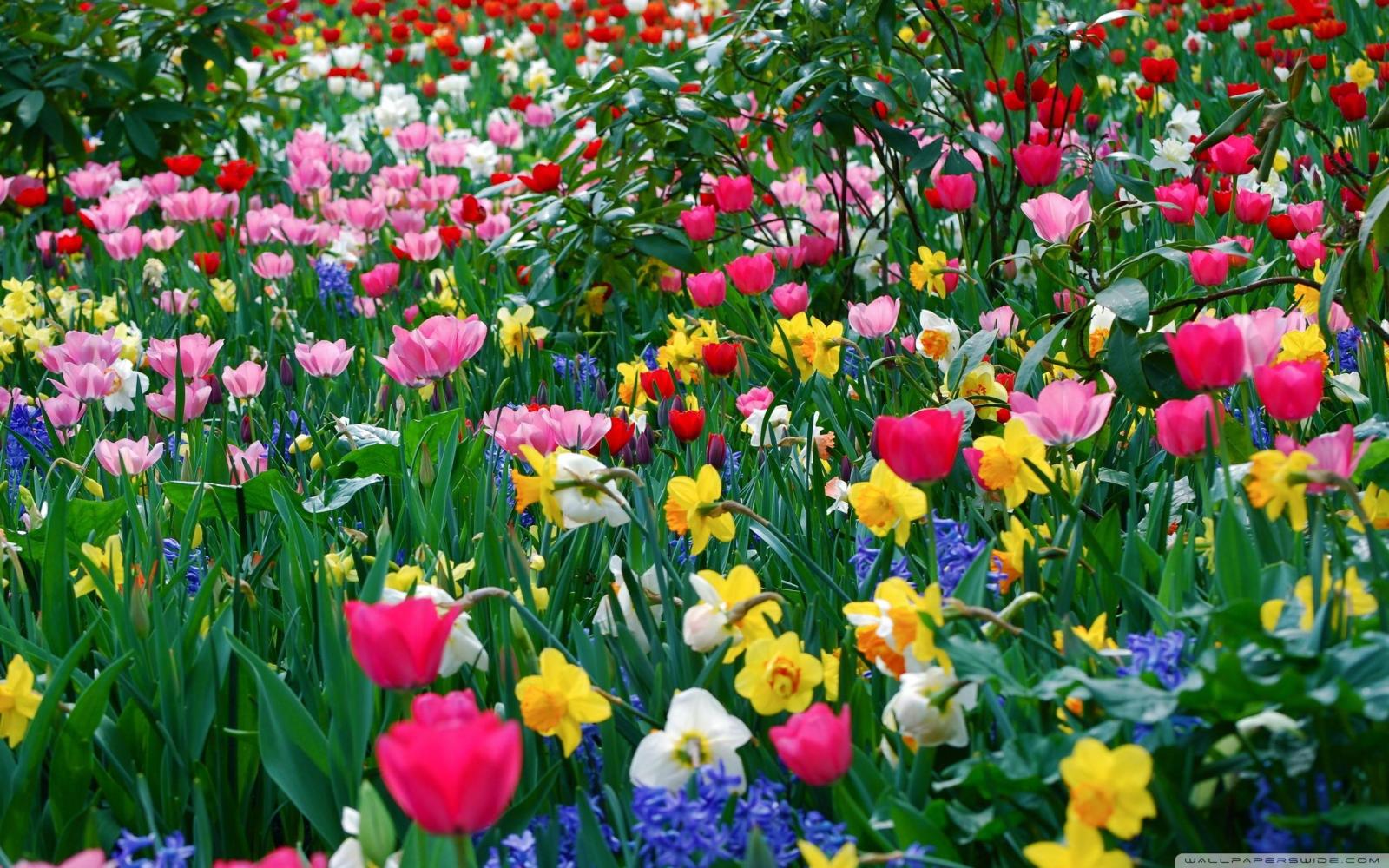 2560x1600 Spring Flowers Wallpapers