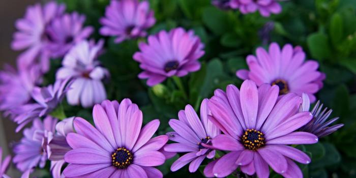 1920x1080 Spring Flower HD Wallpaper - Wallpaper Stream