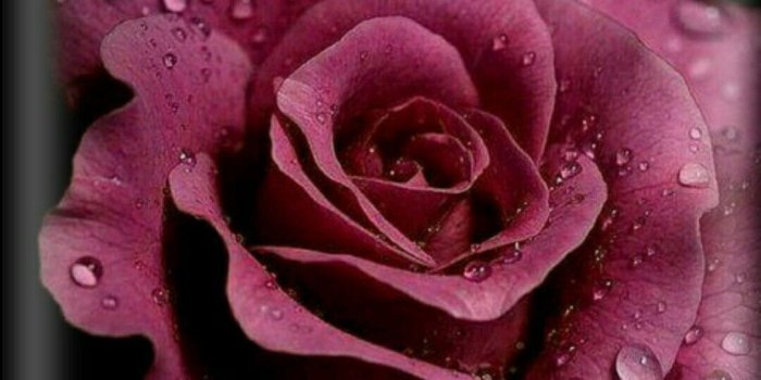 1080x1920 Wallpapers For > Gothic Black Roses Wallpaper - Dark Roses Wallpaper