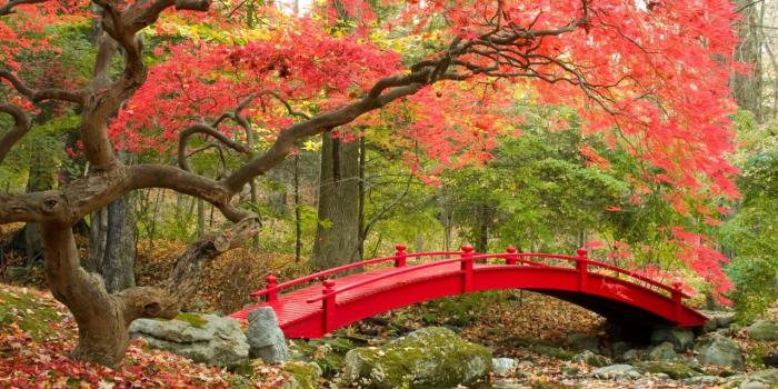 1280x720 Wallpaper Autumn, Maple trees, Japanese Garden, 4K, Nature, #3546