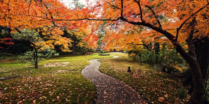5200x3470 Wallpaper Autumn, Leaves, Yoshikien Garden, Japan, 5K, Nature, #603
