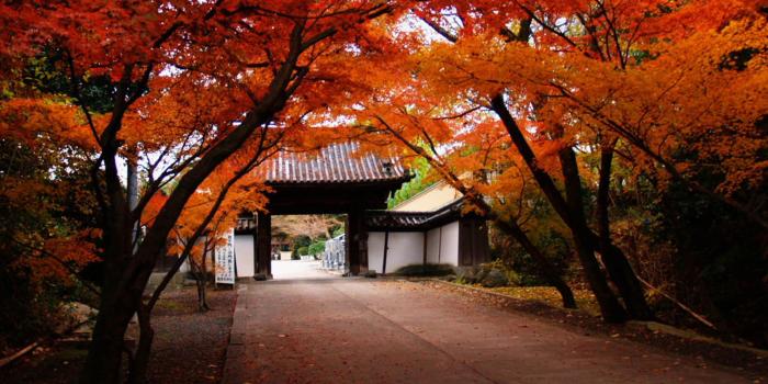 2560x1440 65+ Japanese Scenery Wallpapers on WallpaperPlay