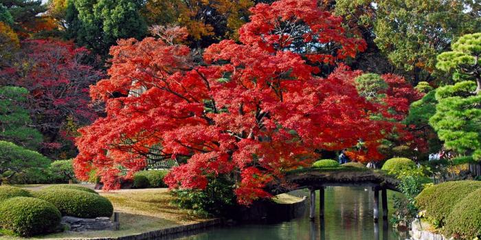 1920x1200 Japanese Autumn Desktop Wallpapers - Top Free Japanese Autumn