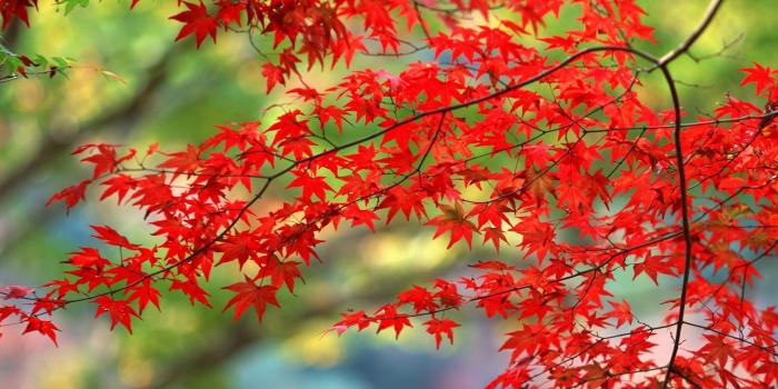 1920x1080 Autumn In Japan Wallpaper #7009968