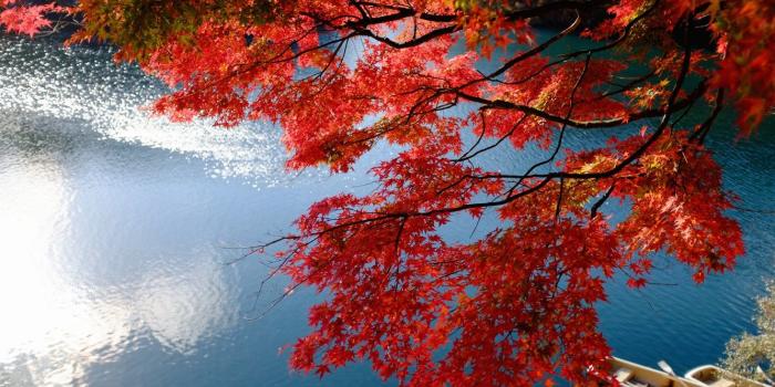 1332x850 Wallpaper autumn, branches, lake, Marina, boats, Japan, Japan, maple