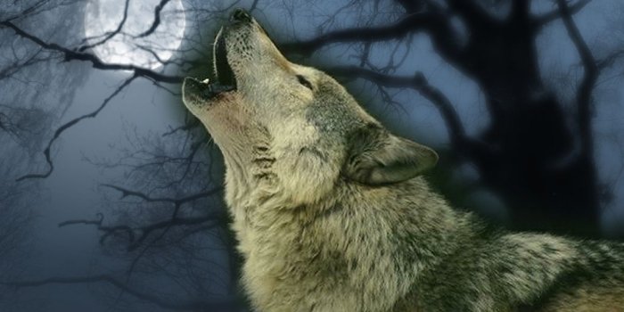 1024x768 Wolf Wallpaper - Amazing Wolves Photo (36922883) - Fanpop