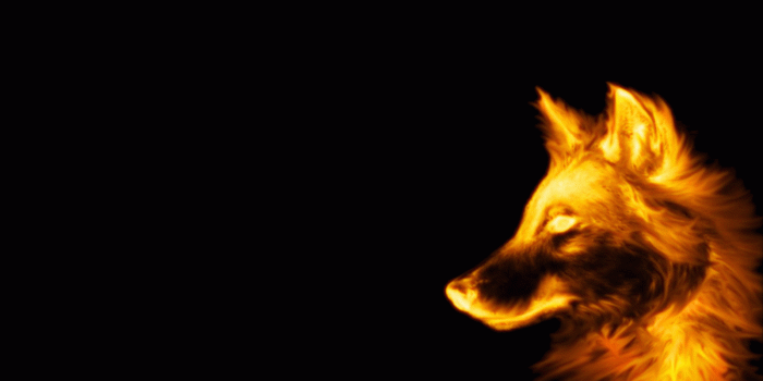 1600x1024 47+] Awesome Wolf Wallpapers on WallpaperSafari