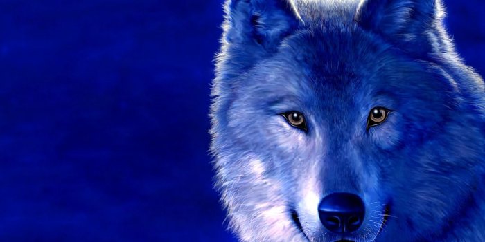 1024x768 Live Wolf Wallpaper Free - Blue Animals (#369064) - HD Wallpaper