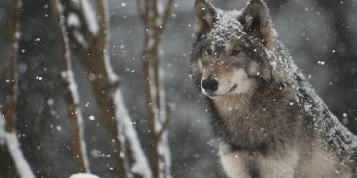 2400x1607 71+ Timber Wolf Wallpapers on WallpaperPlay