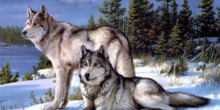 1920x1080 30 Wolf Backgrounds, Wallpapers, Images, Pictures | Design Trends
