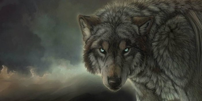 1920x1080 Wolf images wallpaper Gallery