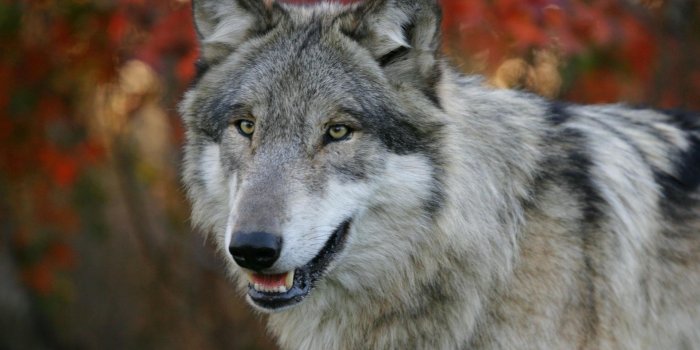 3840x2160 Black Wolf Wallpapers Hd Cool Phone Backgrounds Amazing - Wolf In