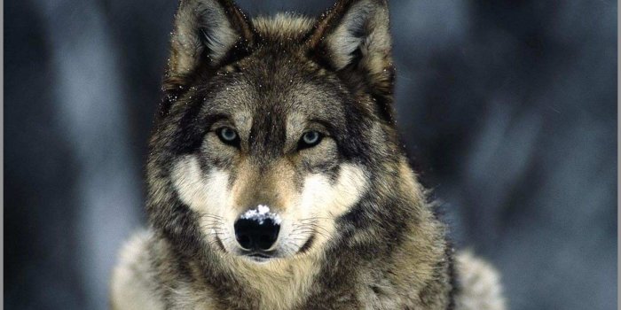 1920x1080 Wolf Wallpapers Elegant Wolf Wallpapers | Best of Wallpaper HD