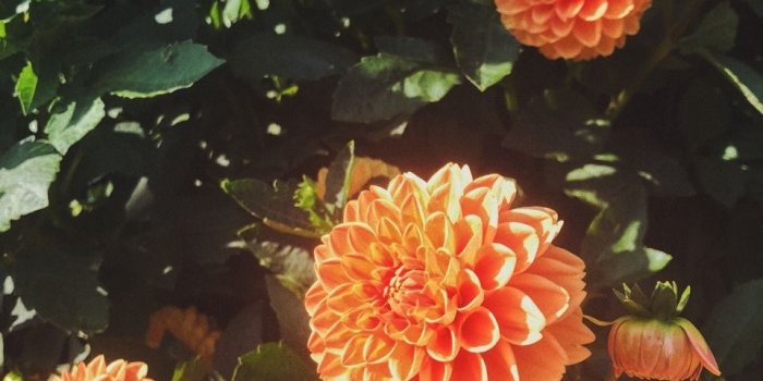 960x1280 rhapsody's photos & quotes