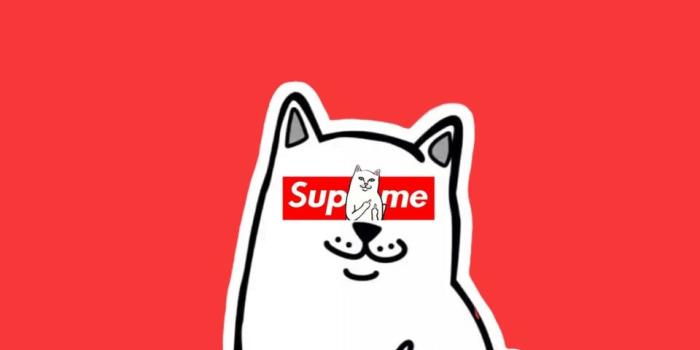 960x1280 Supreme Cat by @e2lem uploaded by e2lem on We Heart It