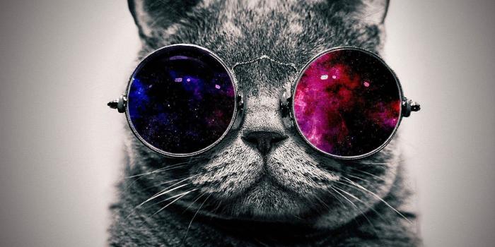 1920x1200 Cool Cat Wallpaper (71+ images)