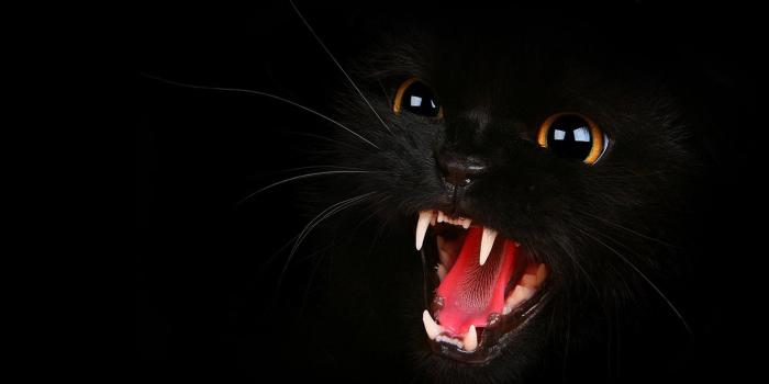 1920x1080 Black Cat Wallpapers (80+ background pictures)