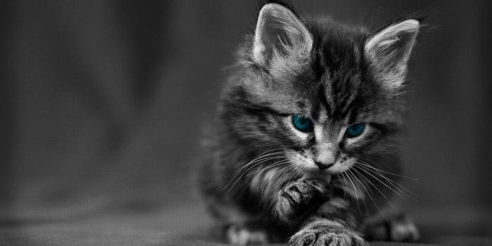 1920x1080 50+] Black Cat Wallpaper for Computer on WallpaperSafari