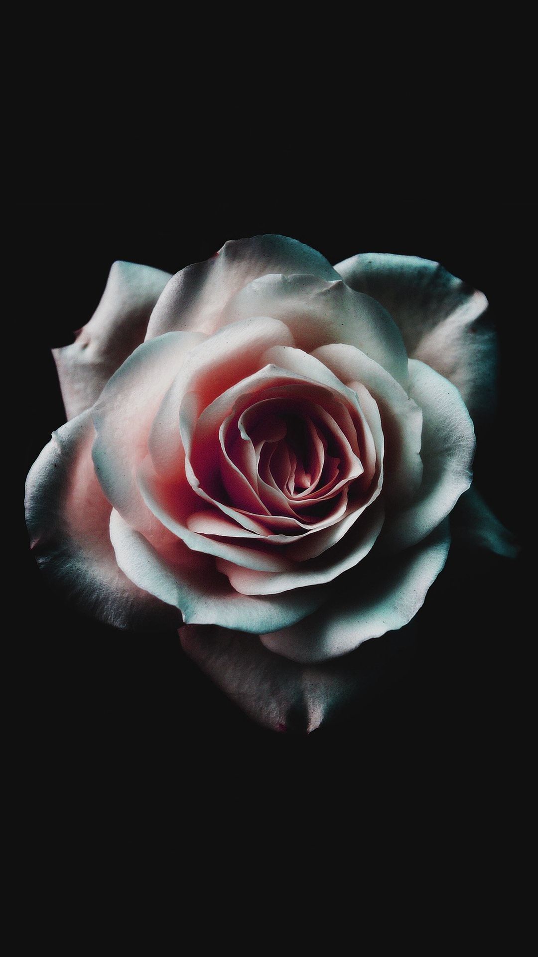 1080x1920 67+ Gothic Roses Wallpapers on WallpaperPlay