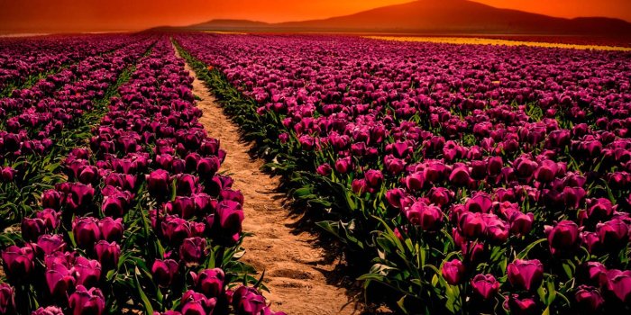 1440x1280 Spring Sunset Wallpaper by _GIVENCHY_ - 70 - Free on ZEDGE™