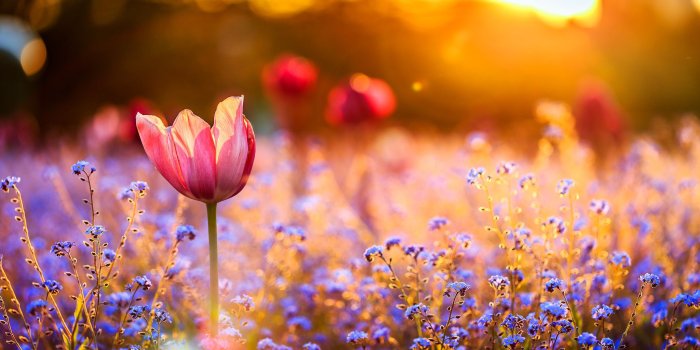 2048x1365 Spring sunset mood HD Wallpaper | Background Image | 2048x1365 | ID