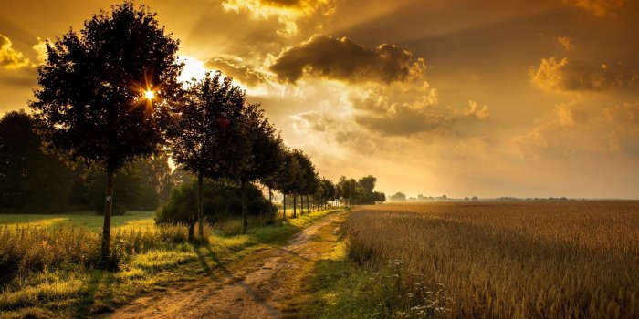 2560x1600 Get Spring tree at sunset wallpapers and images wallpapers pictures