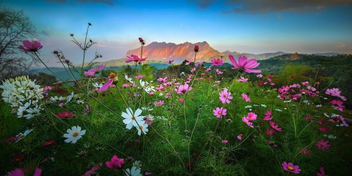 1500x938 2873120 landscape nature flowers mountain sunset shrubs clouds