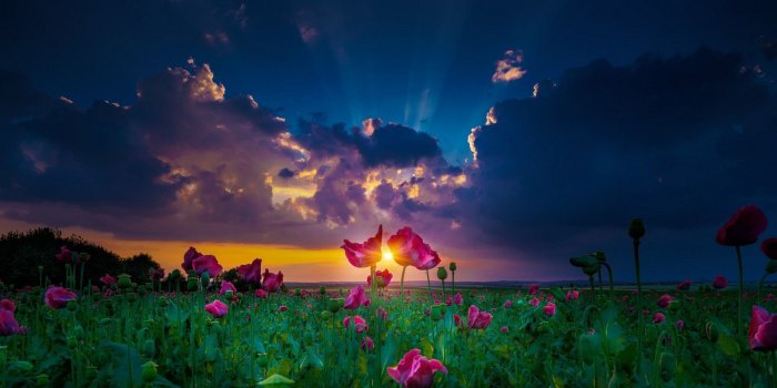 1920x1200 4562027 #yellow, #sun rays, #magenta, #landscape, #field, #spring