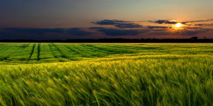 1920x1200 Spring cornfield sunset wallpaper | 1920x1200 | #31848