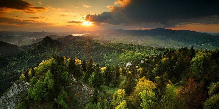 1230x768 Green leafed tree, nature, landscape, spring, sunset HD wallpaper